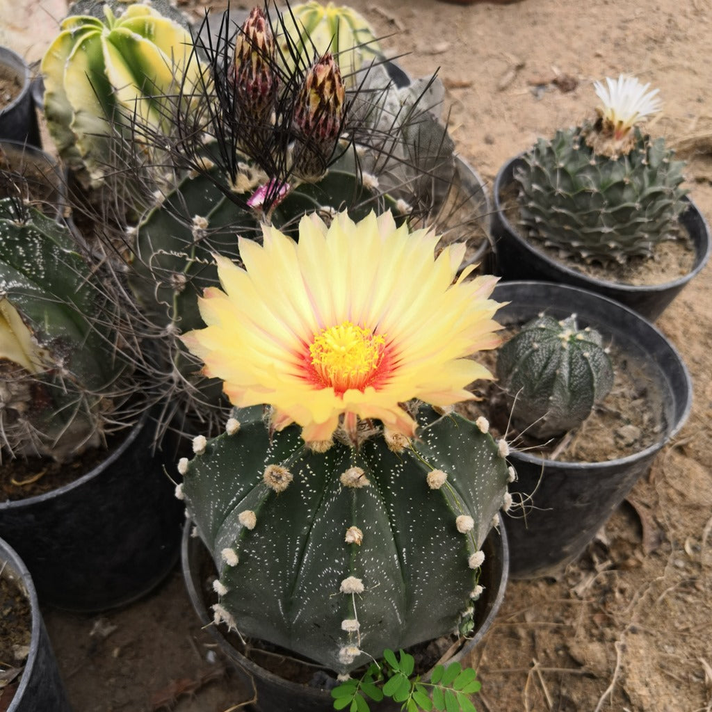  Astrophytum Asteria Sand Dollar Cactus Plant