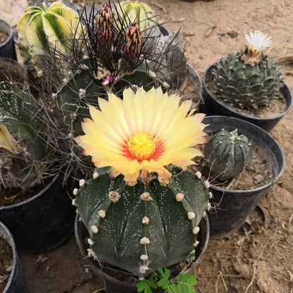  Astrophytum Asteria Sand Dollar Cactus Plant