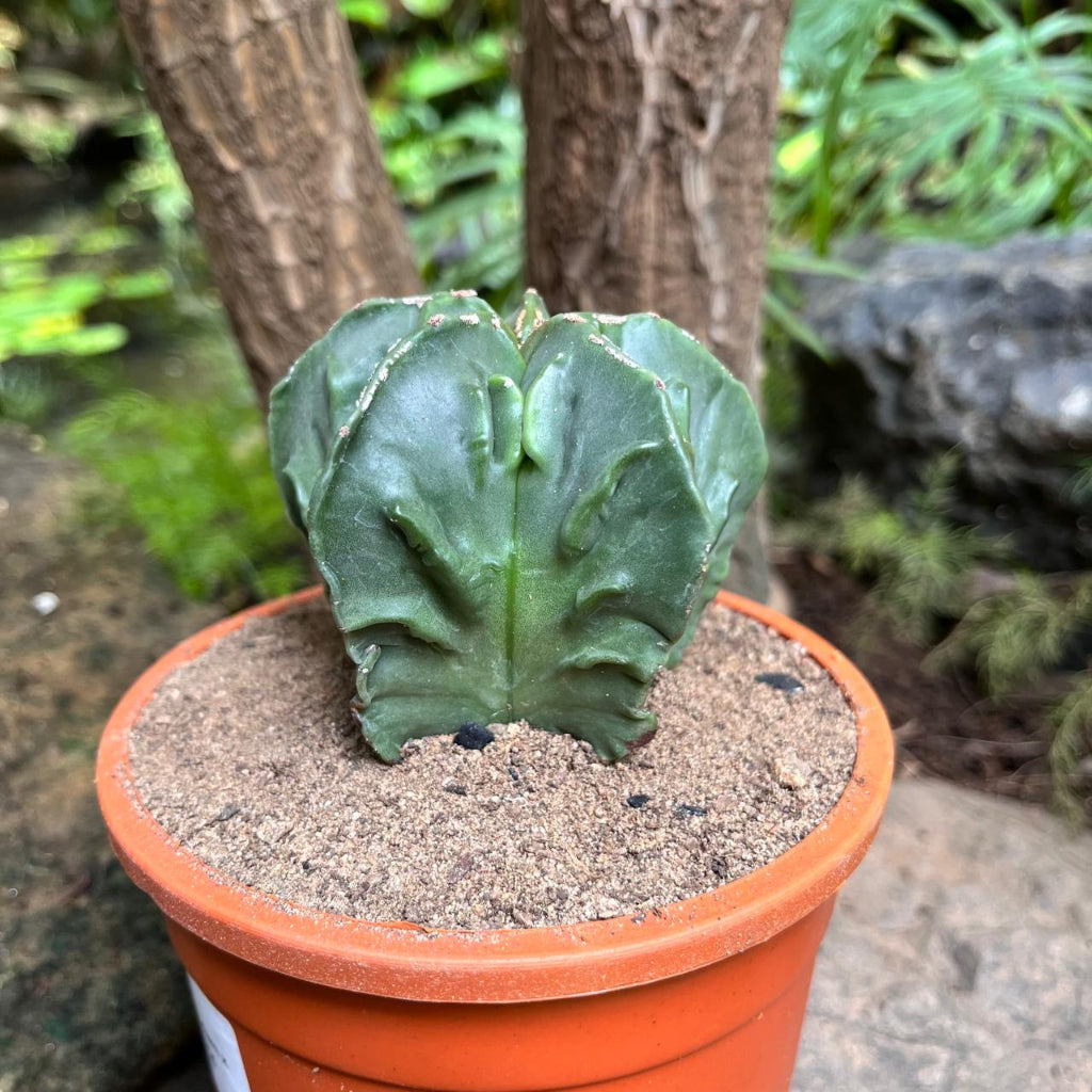  Astrophytum Nudam X Fukuryu Hybrid Cactus Plant