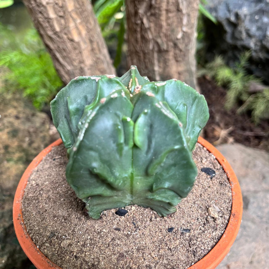  Astrophytum Nudam X Fukuryu Hybrid Cactus Plant