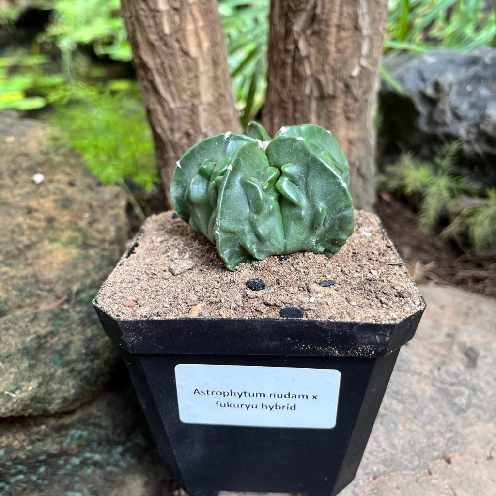  Astrophytum Nudam X Fukuryu Hybrid Cactus Plant