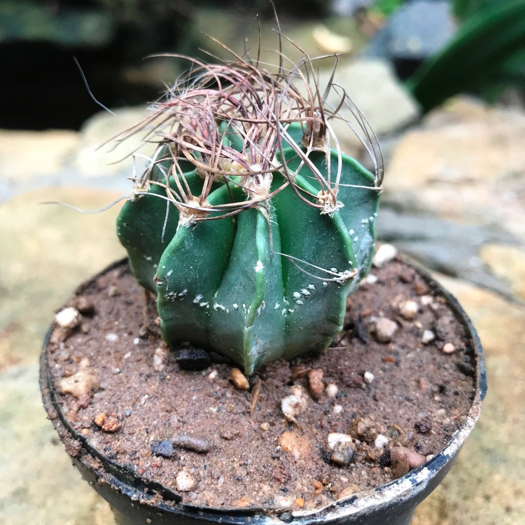  Astrophytum Capricorne Subs. Senile Cactus Plant
