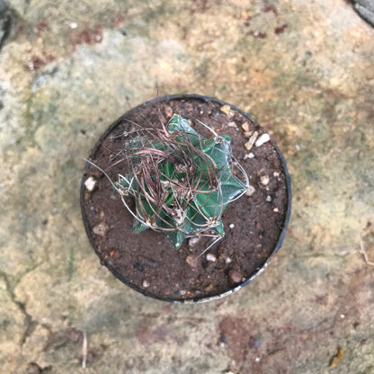  Astrophytum Capricorne Subs. Senile Cactus Plant