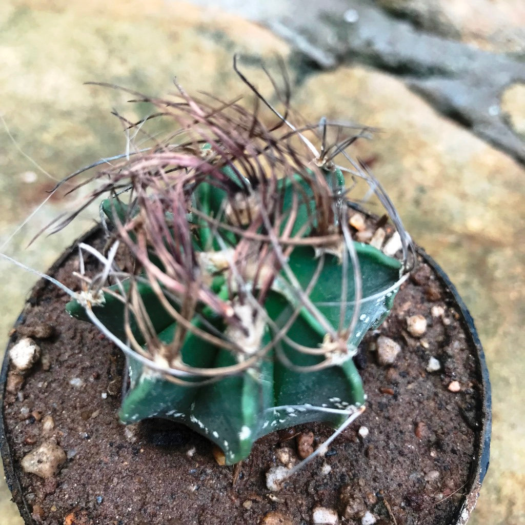  Astrophytum Capricorne Subs. Senile Cactus Plant