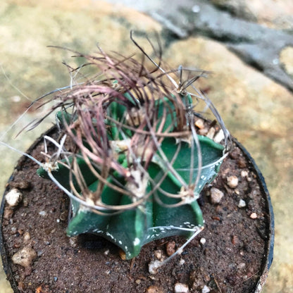  Astrophytum Capricorne Subs. Senile Cactus Plant