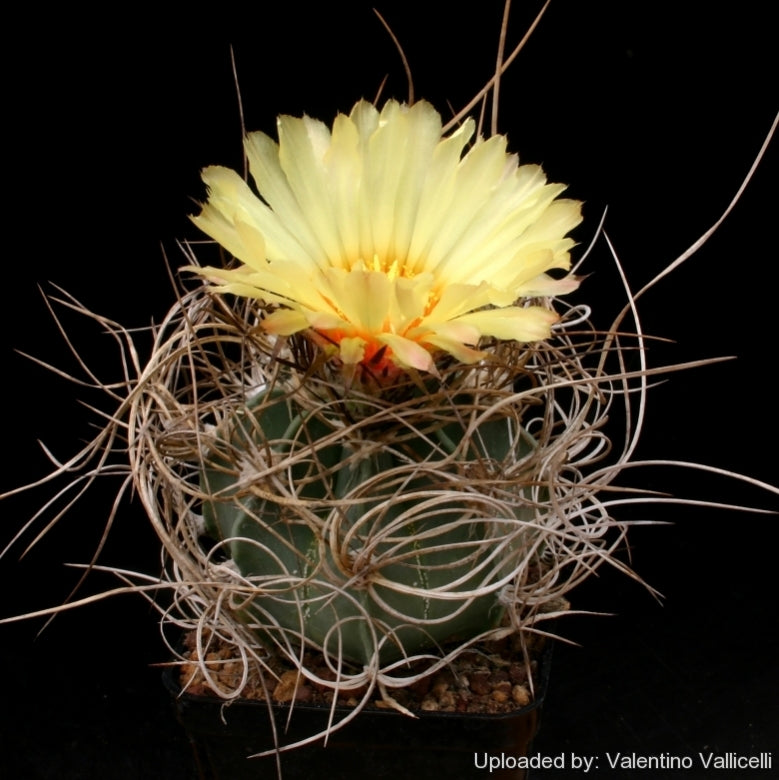  Astrophytum Capricorne Subs. Senile Cactus Plant