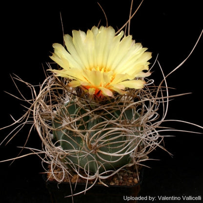 Astrophytum Capricorne Subs. Senile Cactus Plant