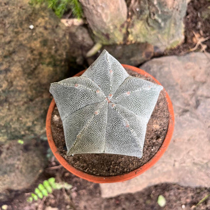  Astrophytum Myriostigma Cv. Onzuka Cactus Plant