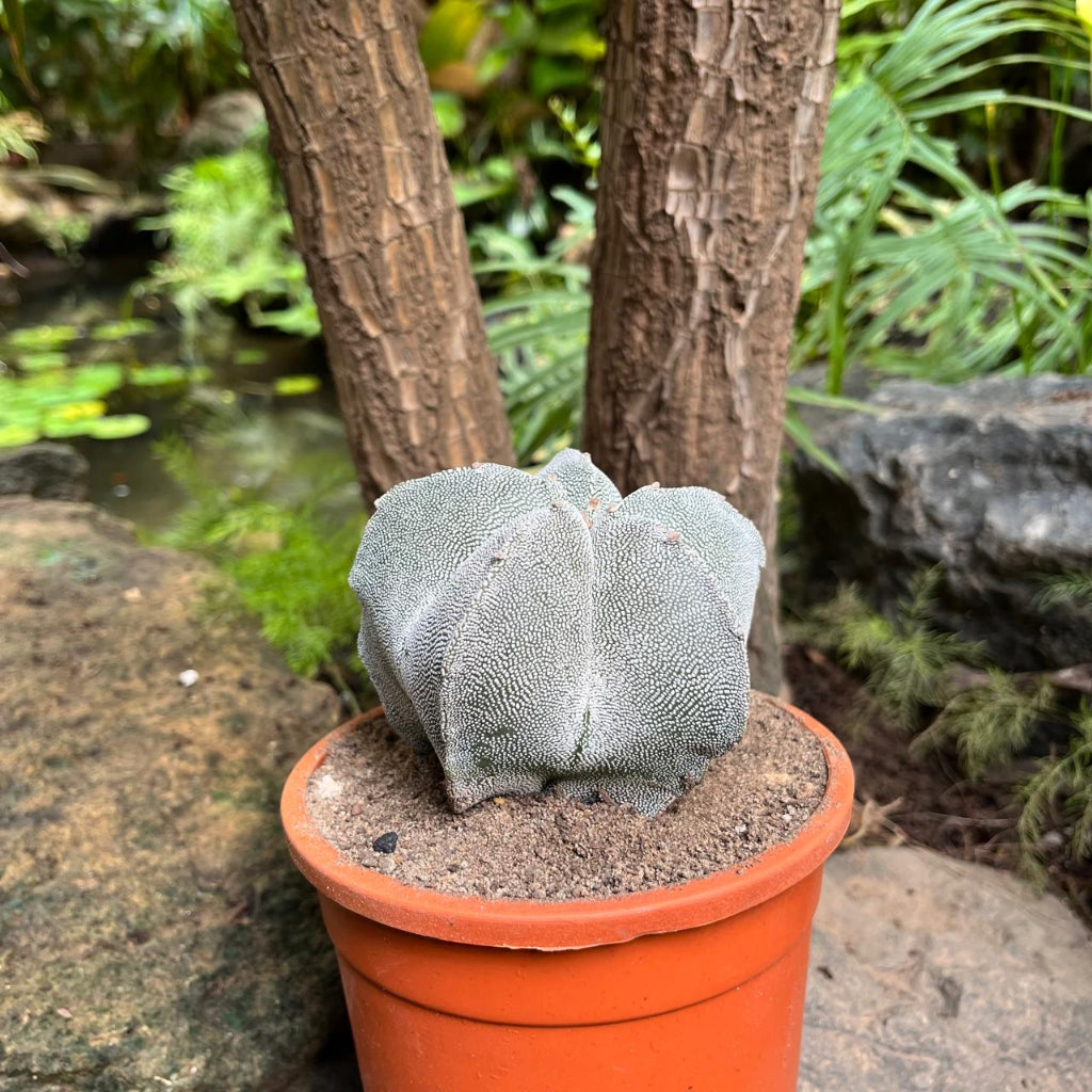  Astrophytum Myriostigma Cv. Onzuka Cactus Plant