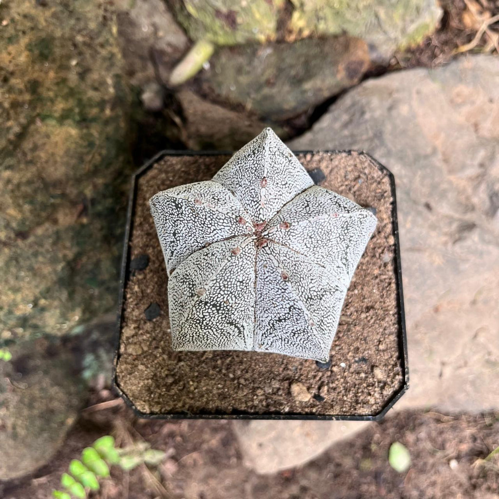  Astrophytum Myriostigma Cv. Onzuka Cactus Plant