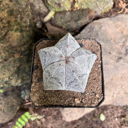 Astrophytum Myriostigma Cv. Onzuka Cactus Plant
