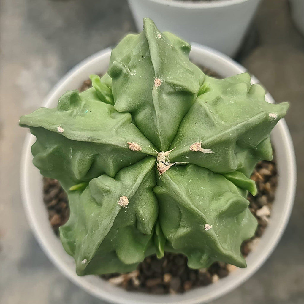  Astrophytum Nudam X Fukuryu Hybrid Cactus Plant