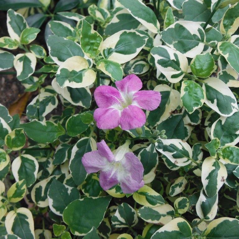  Variegated Ganges Primrose Plant