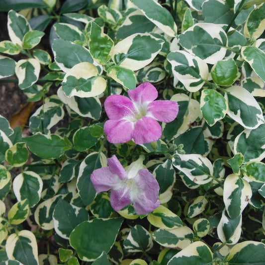  Variegated Ganges Primrose Plant