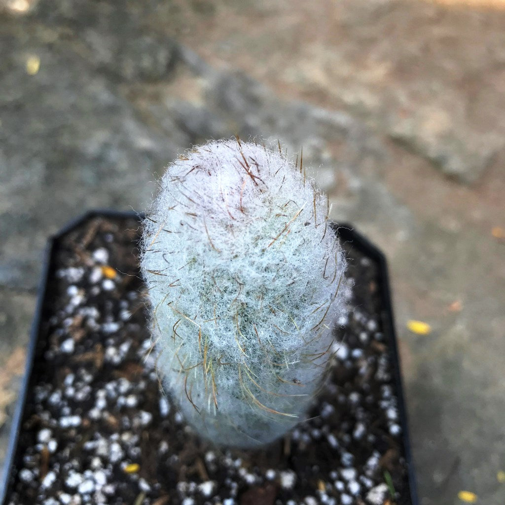  Austrocephalocereus Dybowskii Cactus Plant
