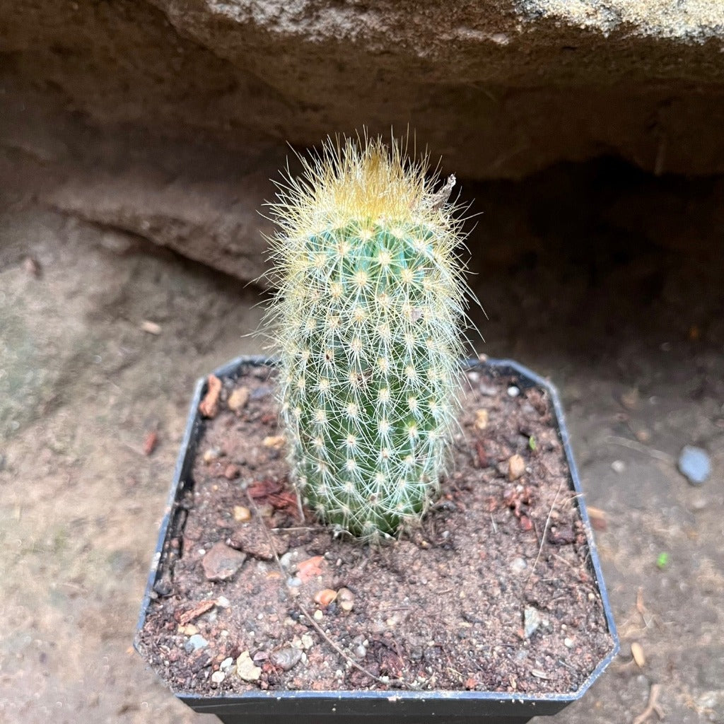  Austrocephalocereus Estevesii Cactus Plant