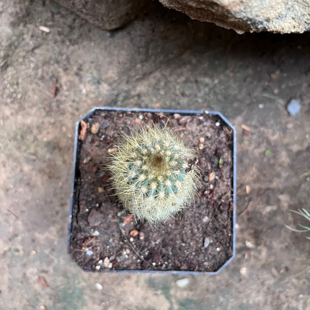  Austrocephalocereus Estevesii Cactus Plant