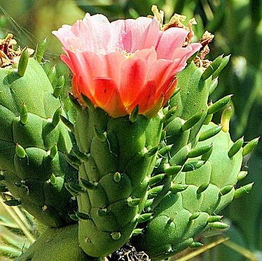  Austrocylindropuntia Subulate Cactus Plant