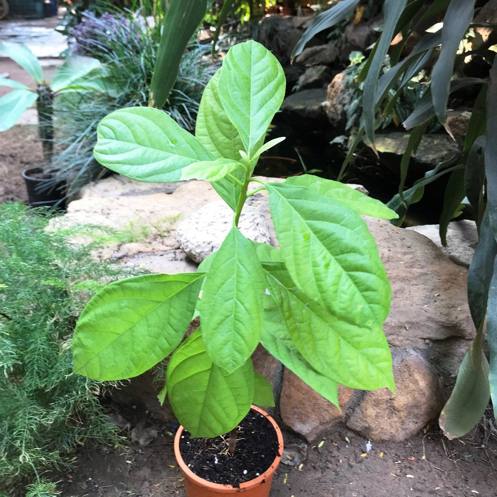  Avocado Persea Americana Plant