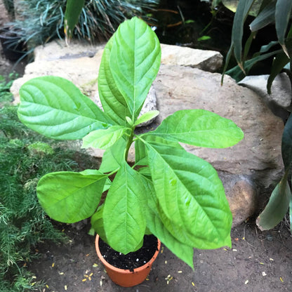  Avocado Persea Americana Plant