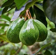  Avocado Persea Americana Plant