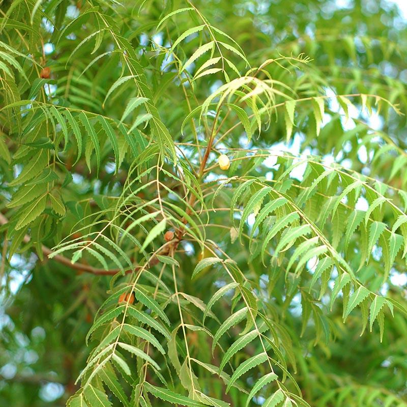  Azadirachta Indica - Neem Tree
