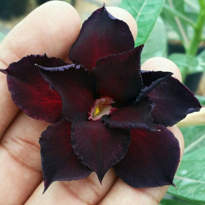  Sable Beauty Adenium Plant
