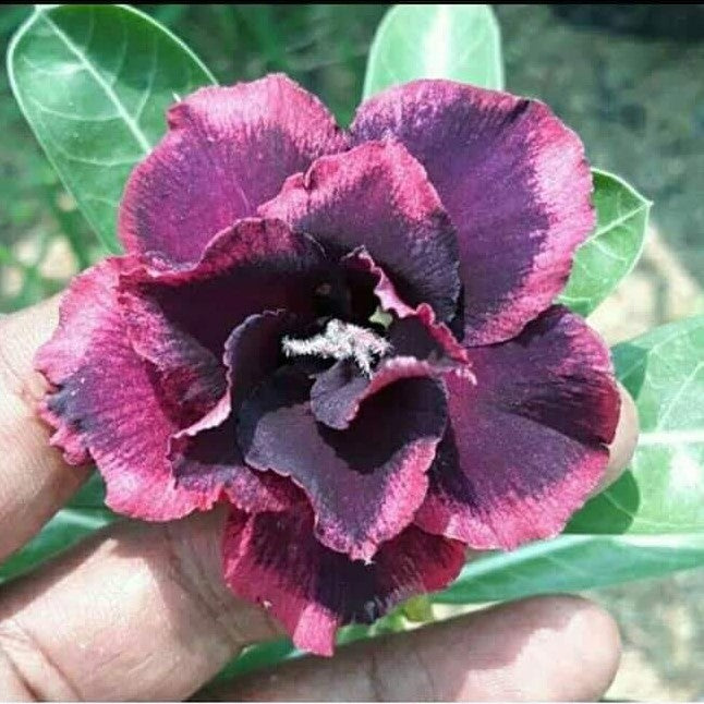  Damson Delight Adenium Plant