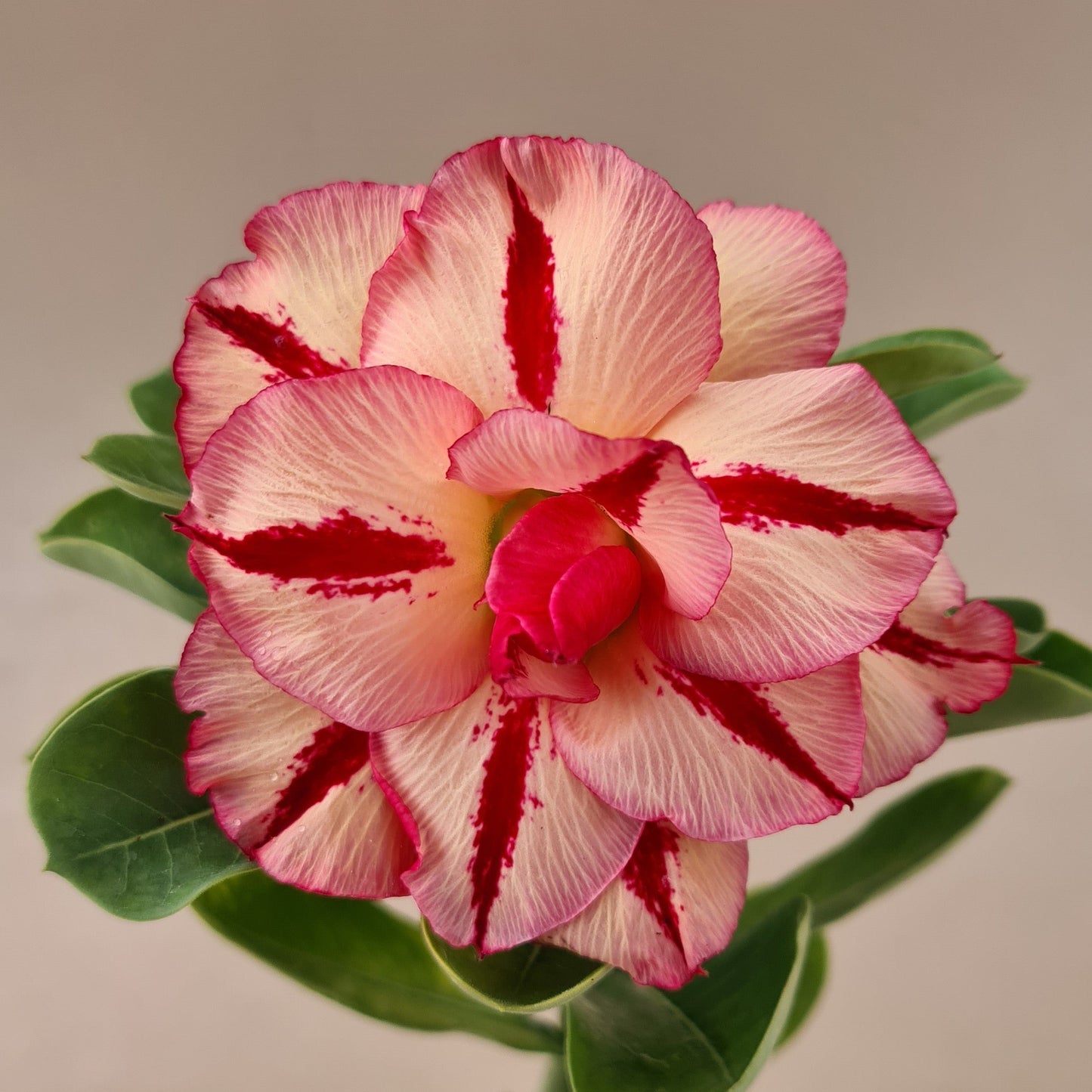  Coral Flame Adenium Plant