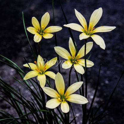  Rain Lily 'Balesh' (Bulbs)