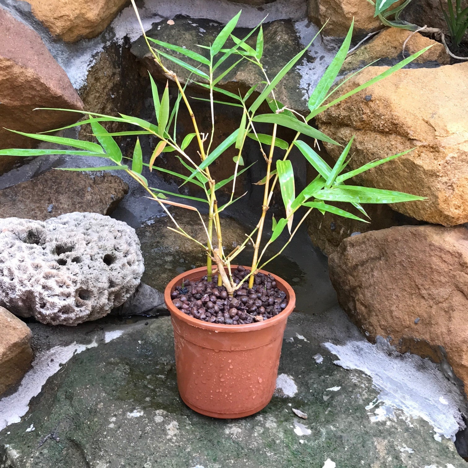  Simba Bamboo Plant