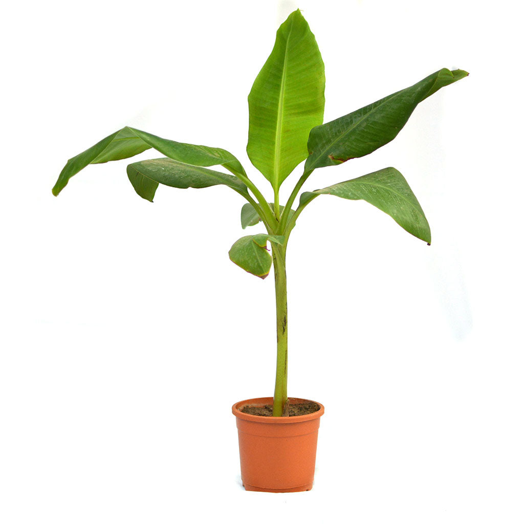  Grand Nain Banana Tissue Culture Plant