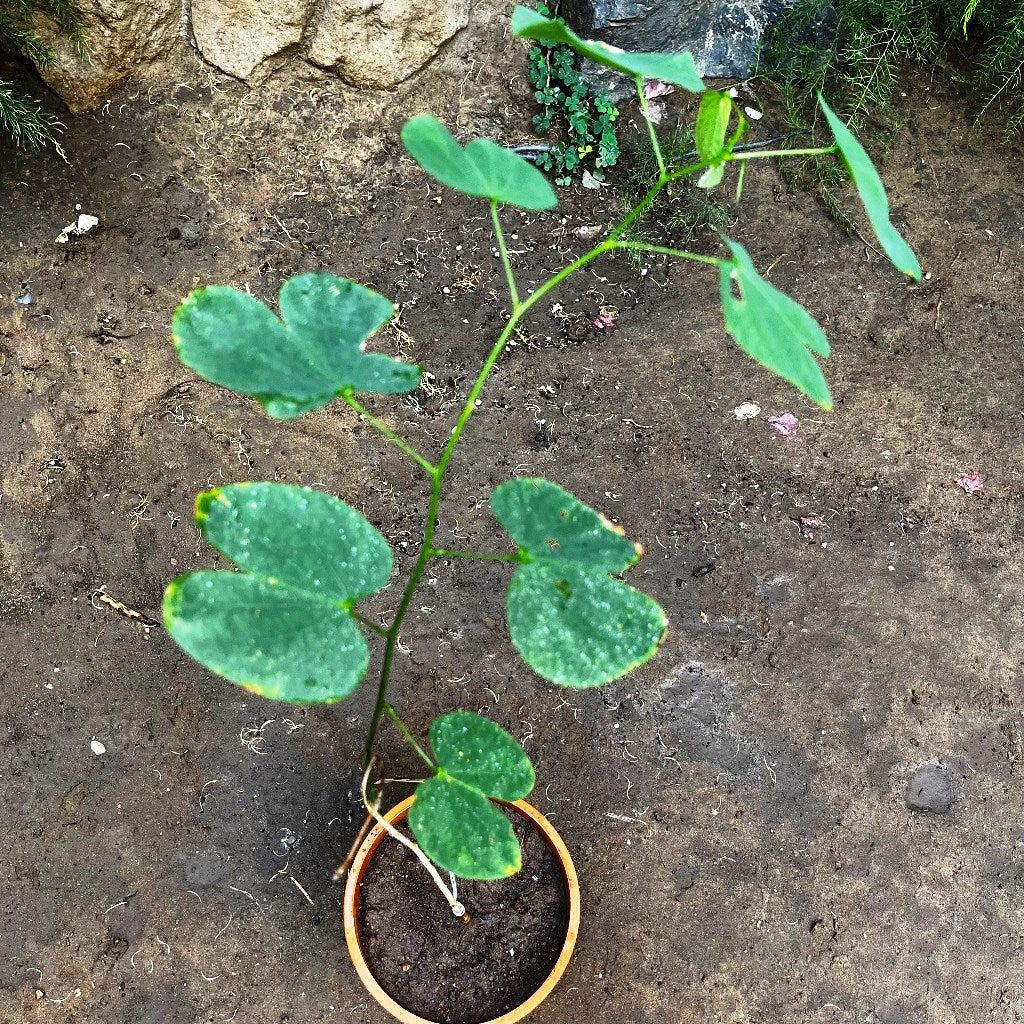  Bauhinia Variegata Kachnar Plant