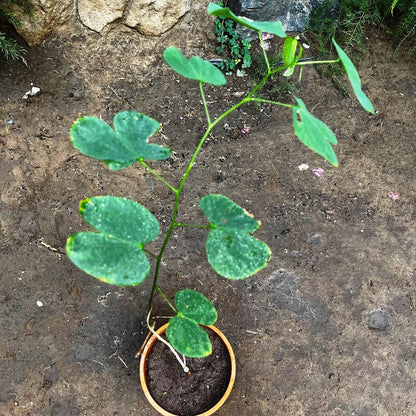 Bauhinia Variegata Kachnar Plant