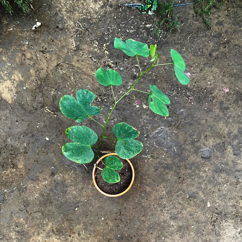  Bauhinia Variegata Kachnar Plant