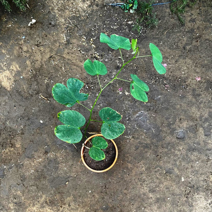 Bauhinia Variegata Kachnar Plant