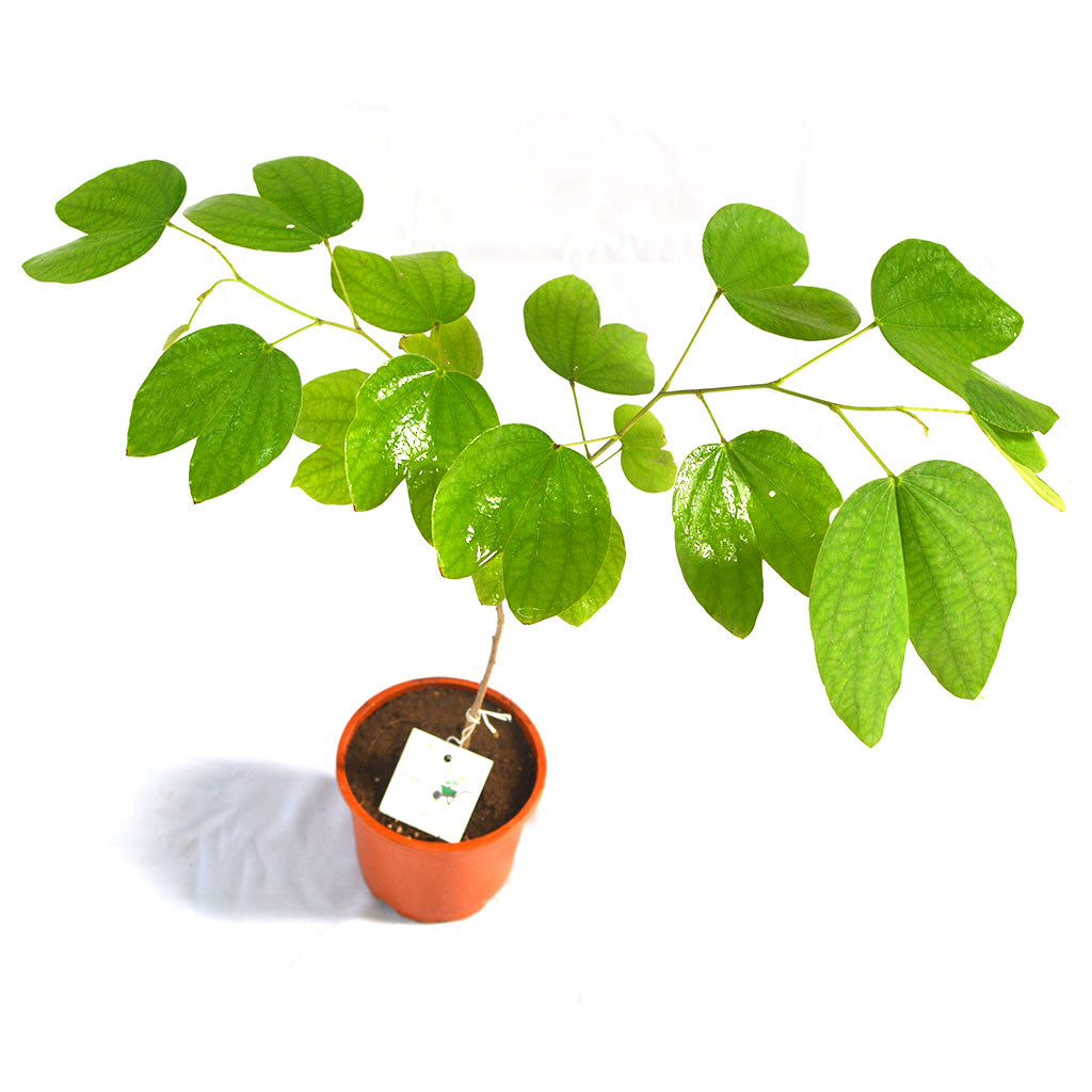  Bauhinia Blakeana Kachnar Plant