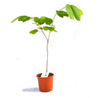  Bauhinia Malabarica Kachnar Plant