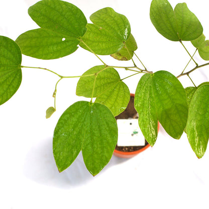  Bauhinia Acuminata Safed Kachnar Plant