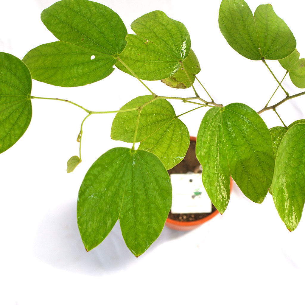  Bauhinia Purpurea Kachnar Plant