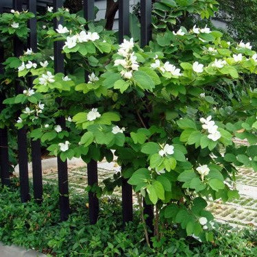  Bauhinia Acuminata Safed Kachnar Plant