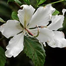  Bauhinia Purpurea Alba Kachnar Plant