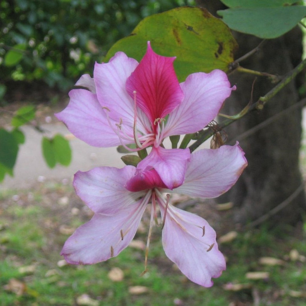  Bauhinia Variegata Kachnar Plant