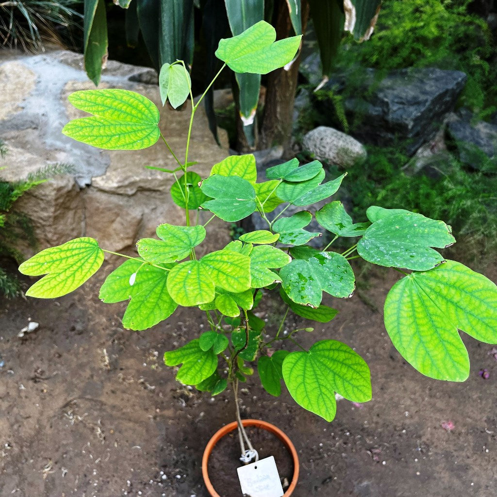 Bauhinia Acuminata Safed Kachnar Plant