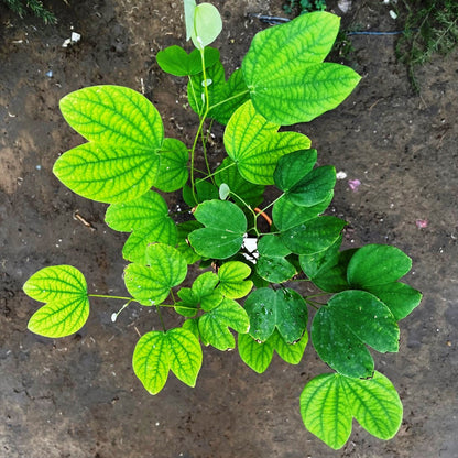  Bauhinia Acuminata Safed Kachnar Plant