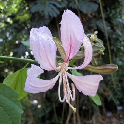  Bauhinia Malabarica Kachnar Plant