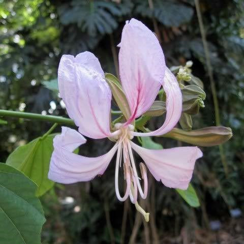  Bauhinia Malabarica Kachnar Plant