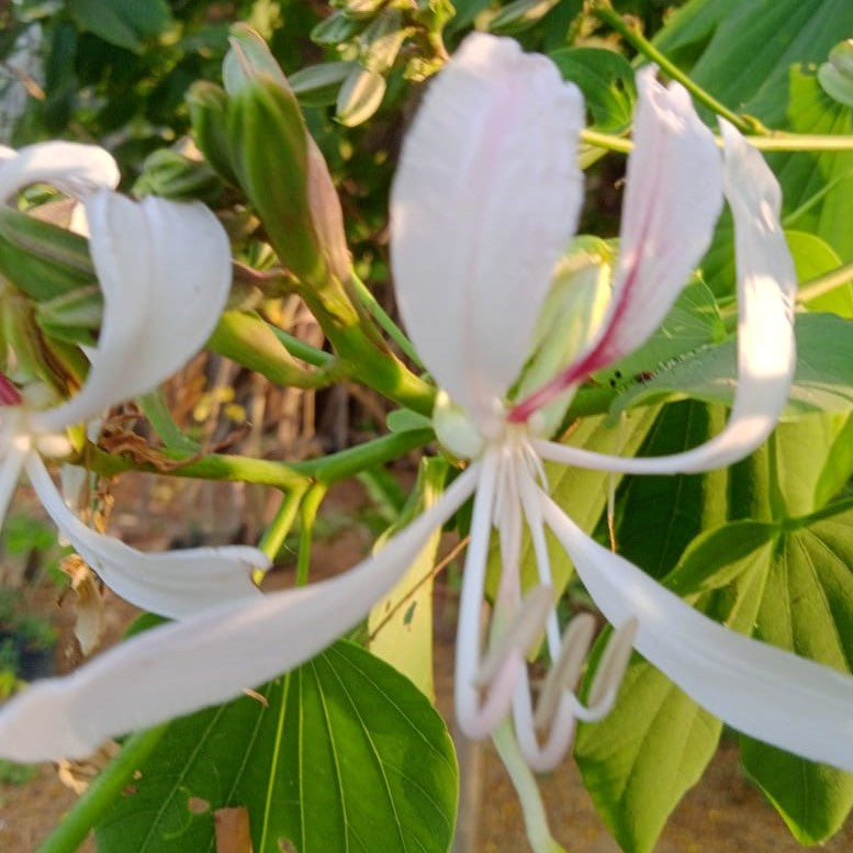  Bauhinia Malabarica Kachnar Plant