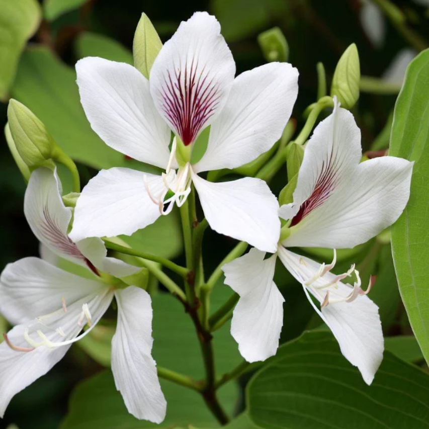  Bauhinia Purpurea Alba Kachnar Plant