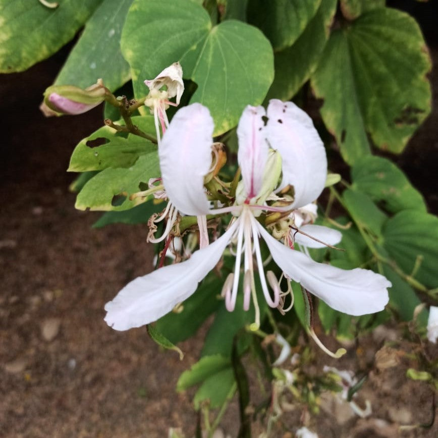  Bauhinia Purpurea Alba Kachnar Plant